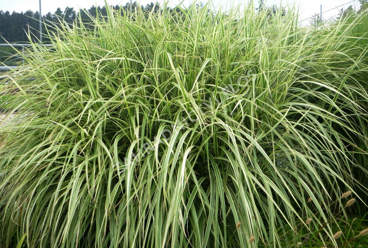 Ozdobnice čínská 'Variegatus' - Miscanthus sinensis 'Variegatus'