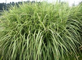 Ozdobnice čínská 'Variegatus' - Miscanthus sinensis 'Variegatus'