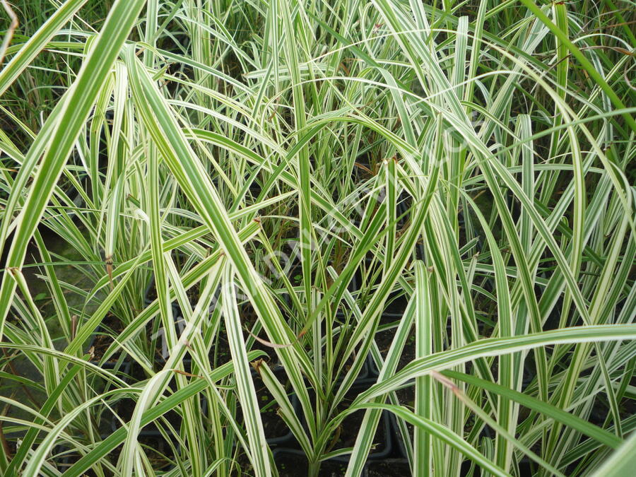 Ozdobnice čínská 'Variegatus' - Miscanthus sinensis 'Variegatus'