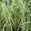 Ozdobnice čínská 'Variegatus' - Miscanthus sinensis 'Variegatus'