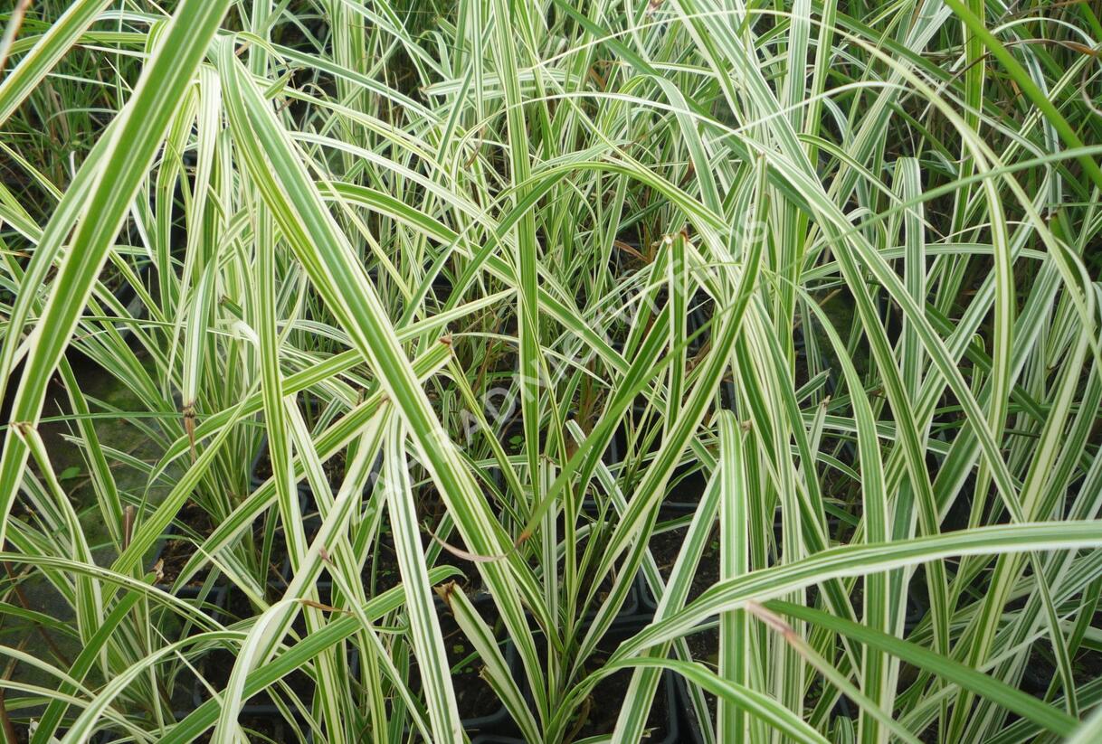 Ozdobnice čínská 'Variegatus' - Miscanthus sinensis 'Variegatus'