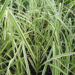 Ozdobnice čínská 'Variegatus' - Miscanthus sinensis 'Variegatus'