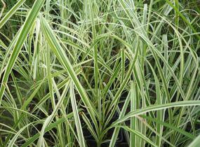 Ozdobnice čínská 'Variegatus' - Miscanthus sinensis 'Variegatus'