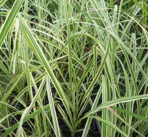 Ozdobnice čínská 'Variegatus' - Miscanthus sinensis 'Variegatus'