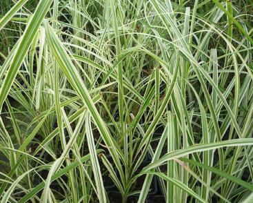 Ozdobnice čínská 'Variegatus'