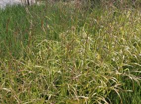 Ozdobnice čínská 'Ghana' - Miscanthus sinensis 'Ghana'