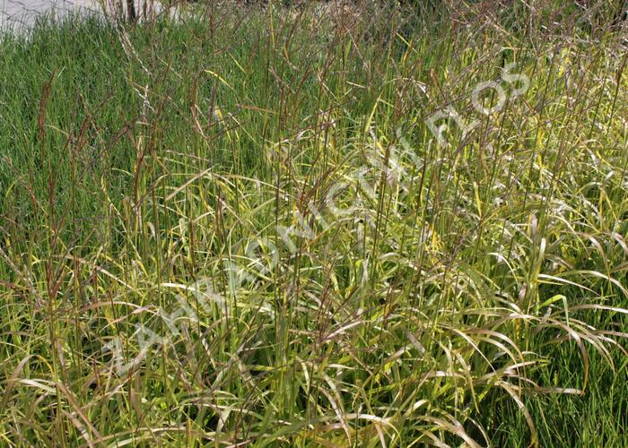 Ozdobnice čínská 'Ghana' - Miscanthus sinensis 'Ghana'
