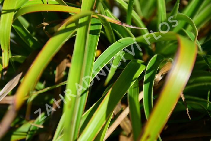 Bika lesní 'Aureomarginata' - Luzula sylvatica 'Aureomarginata'