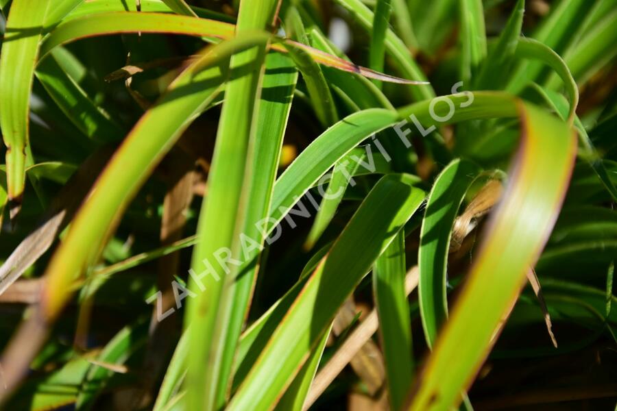 Bika lesní 'Aureomarginata' - Luzula sylvatica 'Aureomarginata'