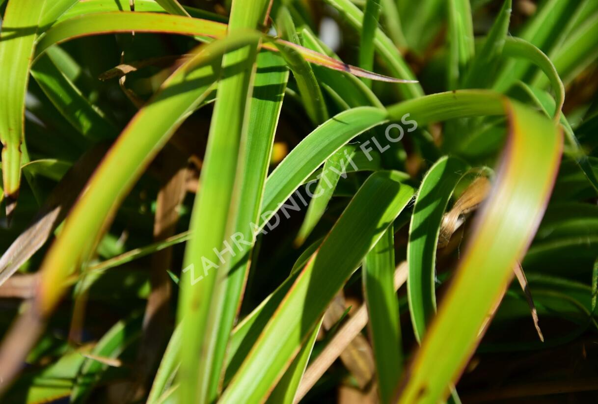 Bika lesní 'Aureomarginata' - Luzula sylvatica 'Aureomarginata'