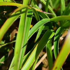 Bika lesní 'Aureomarginata' - Luzula sylvatica 'Aureomarginata'