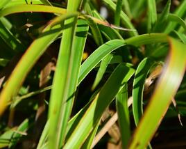Bika lesní 'Aureomarginata'
