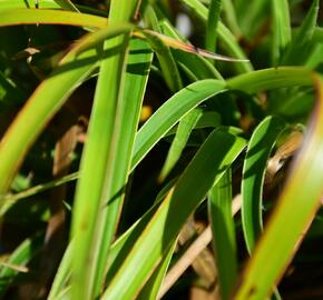 Bika lesní 'Aureomarginata' - Luzula sylvatica 'Aureomarginata'