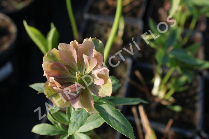 Čemeřice východní 'Double Ellen Red' - Helleborus orientalis 'Double Ellen Red'