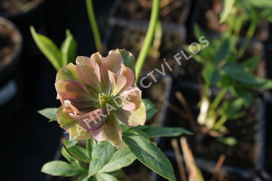 Čemeřice východní 'Double Ellen Red' - Helleborus orientalis 'Double Ellen Red'