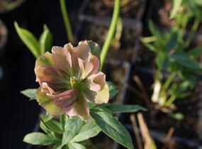 Čemeřice východní 'Double Ellen Red' - Helleborus orientalis 'Double Ellen Red'