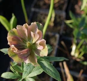 Čemeřice východní 'Double Ellen Red' - Helleborus orientalis 'Double Ellen Red'