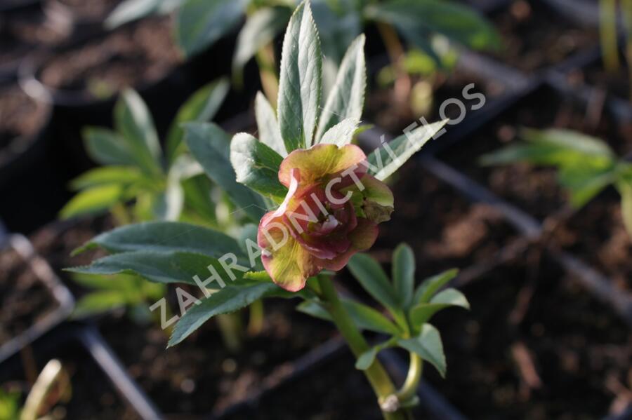 Čemeřice východní 'Double Ellen Red' - Helleborus orientalis 'Double Ellen Red'
