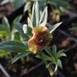 Čemeřice východní 'Double Ellen Red' - Helleborus orientalis 'Double Ellen Red'