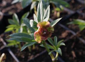 Čemeřice východní 'Double Ellen Red' - Helleborus orientalis 'Double Ellen Red'