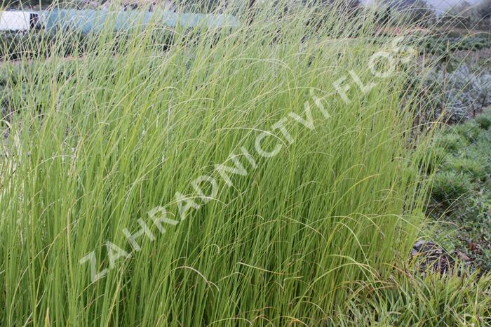 Pampová tráva 'Pink Feather' - Cortaderia selloana 'Pink Feather'