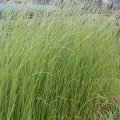 Pampová tráva 'Pink Feather' - Cortaderia selloana 'Pink Feather'