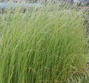 Pampová tráva 'Pink Feather' - Cortaderia selloana 'Pink Feather'
