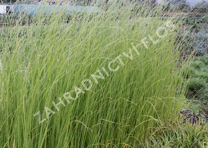 Pampová tráva 'Pink Feather' - Cortaderia selloana 'Pink Feather'