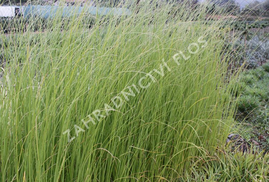 Pampová tráva 'Pink Feather' - Cortaderia selloana 'Pink Feather'