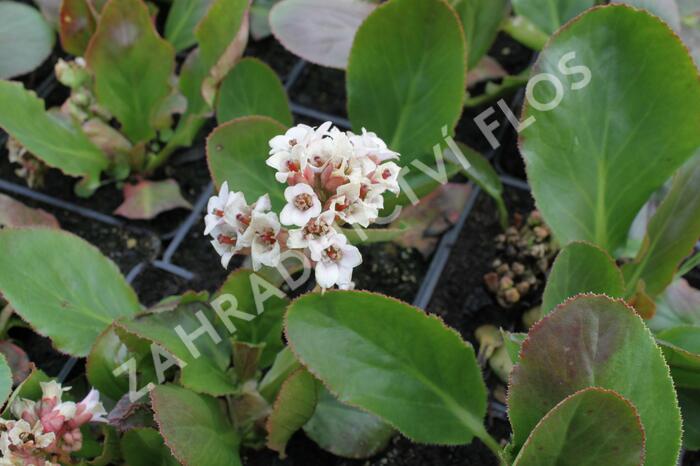 Bergénie 'Bressingham White' - Bergenia cordifolia 'Bressingham White'