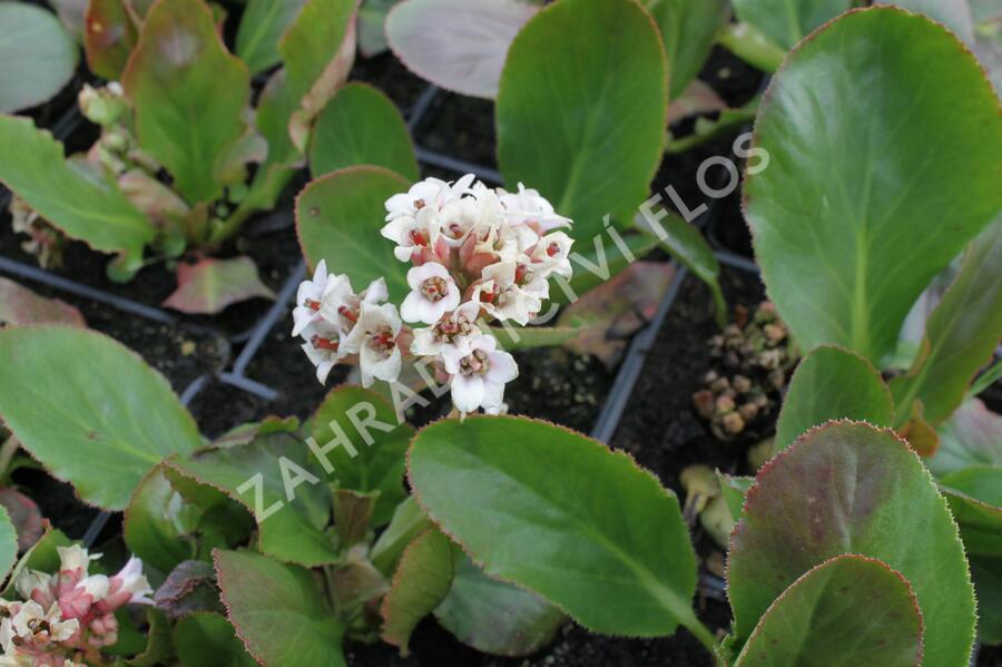 Bergénie 'Bressingham White' - Bergenia cordifolia 'Bressingham White'