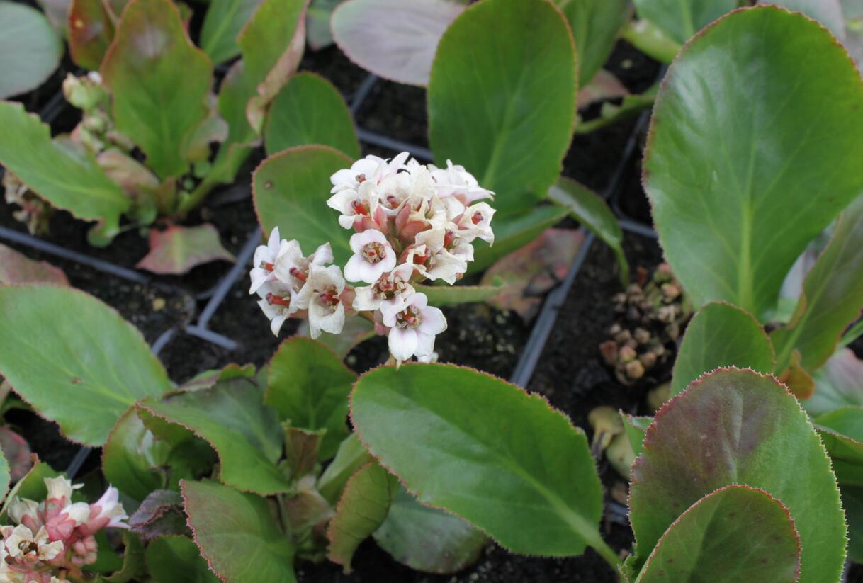 Bergénie 'Bressingham White' - Bergenia cordifolia 'Bressingham White'
