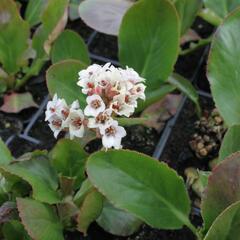 Bergénie 'Bressingham White' - Bergenia cordifolia 'Bressingham White'