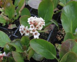 Bergénie 'Bressingham White'