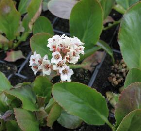 Bergénie 'Bressingham White' - Bergenia 'Bressingham White'