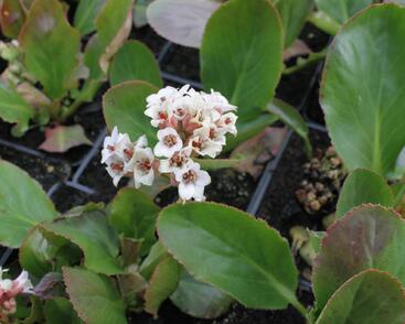 Bergénie 'Bressingham White'