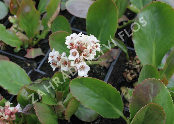 Bergénie 'Bressingham White' - Bergenia 'Bressingham White'