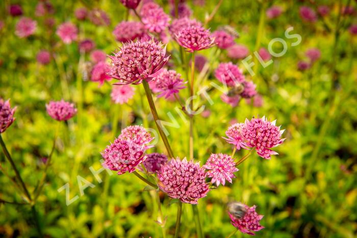 Jarmanka větší 'Ruby Wedding' - Astrantia major 'Ruby Wedding'