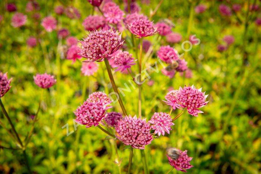 Jarmanka větší 'Ruby Wedding' - Astrantia major 'Ruby Wedding'