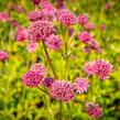 Jarmanka větší 'Ruby Wedding' - Astrantia major 'Ruby Wedding'