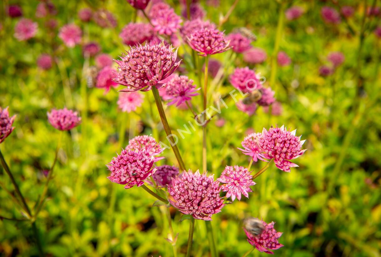Jarmanka větší 'Ruby Wedding' - Astrantia major 'Ruby Wedding'