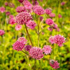 Jarmanka větší 'Ruby Wedding' - Astrantia major 'Ruby Wedding'