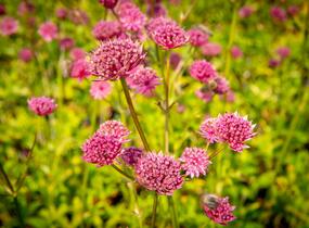 Jarmanka větší 'Ruby Wedding' - Astrantia major 'Ruby Wedding'