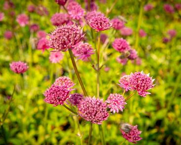 Jarmanka větší 'Ruby Wedding'