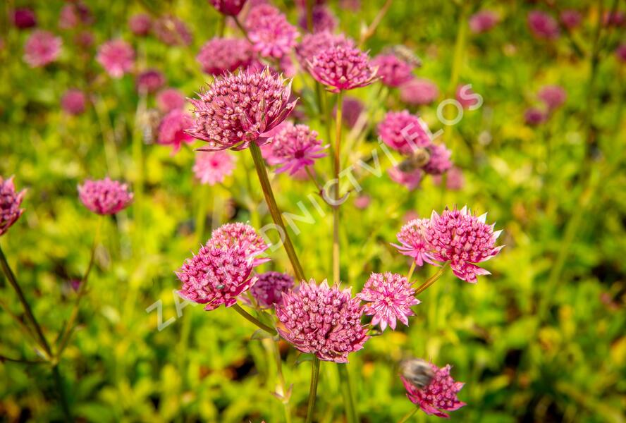 Jarmanka větší 'Ruby Wedding' - Astrantia major 'Ruby Wedding'