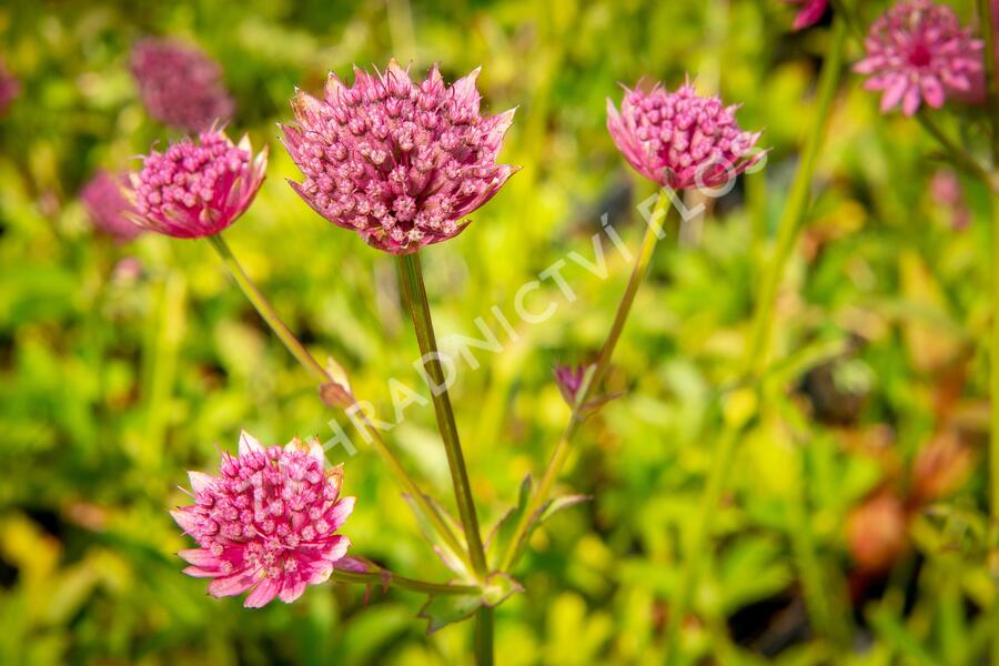 Jarmanka větší 'Ruby Wedding' - Astrantia major 'Ruby Wedding'