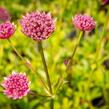 Jarmanka větší 'Ruby Wedding' - Astrantia major 'Ruby Wedding'