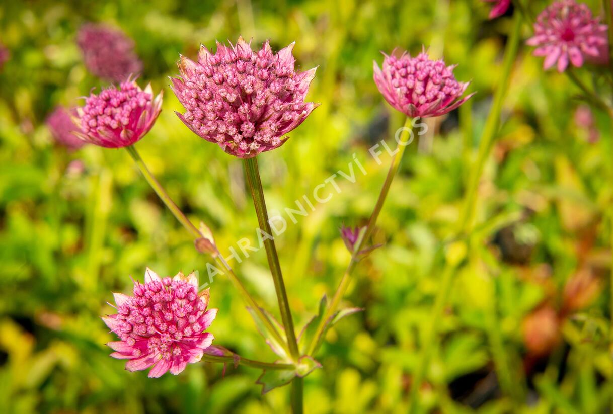Jarmanka větší 'Ruby Wedding' - Astrantia major 'Ruby Wedding'