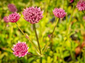 Jarmanka větší 'Ruby Wedding' - Astrantia major 'Ruby Wedding'
