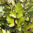 Čechrava čínská 'Visions in Red' - Astilbe chinensis 'Visions in Red'